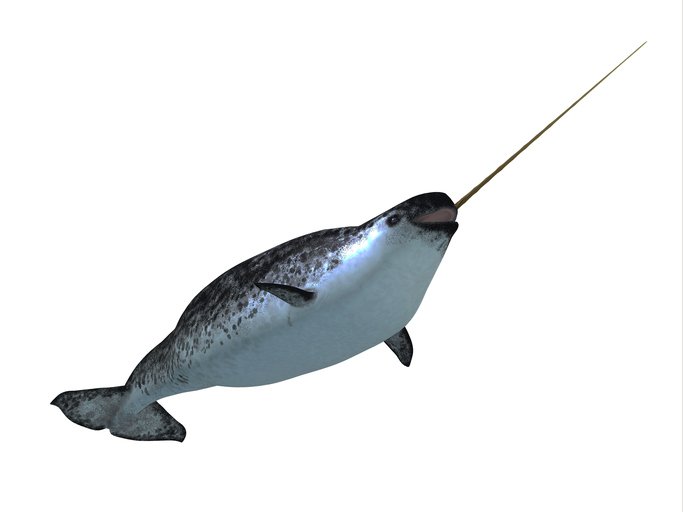 The Narwhal
