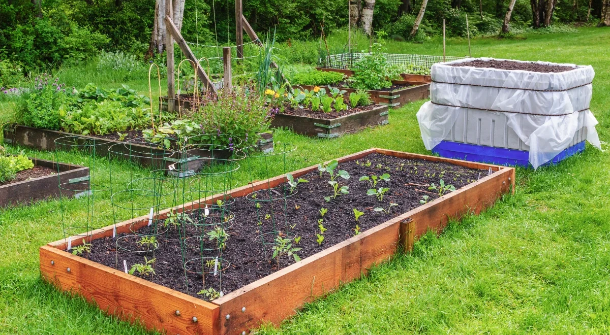a photo of a backyard vegetable garden
