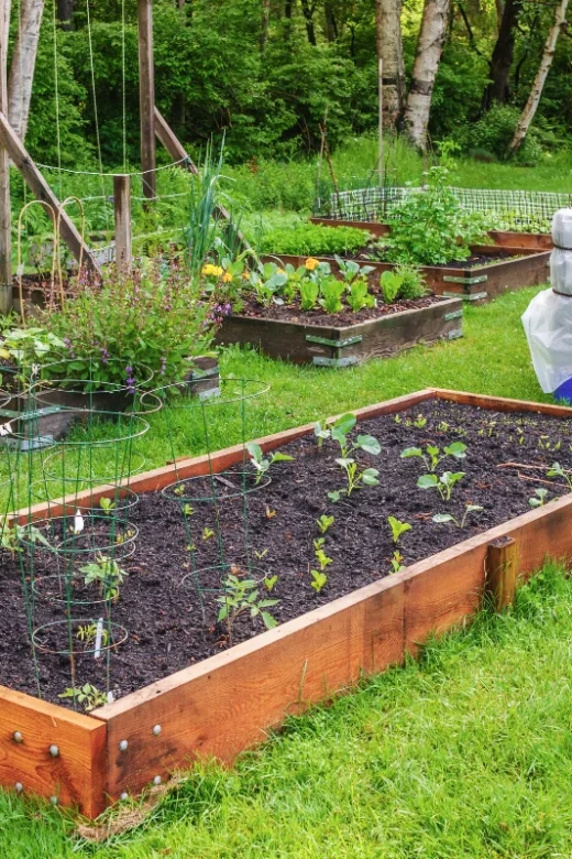 a photo of a backyard vegetable garden