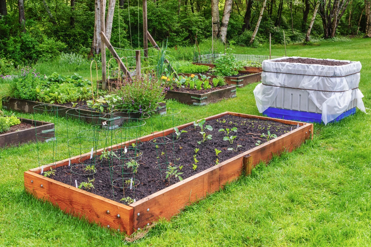 a photo of a backyard vegetable garden
