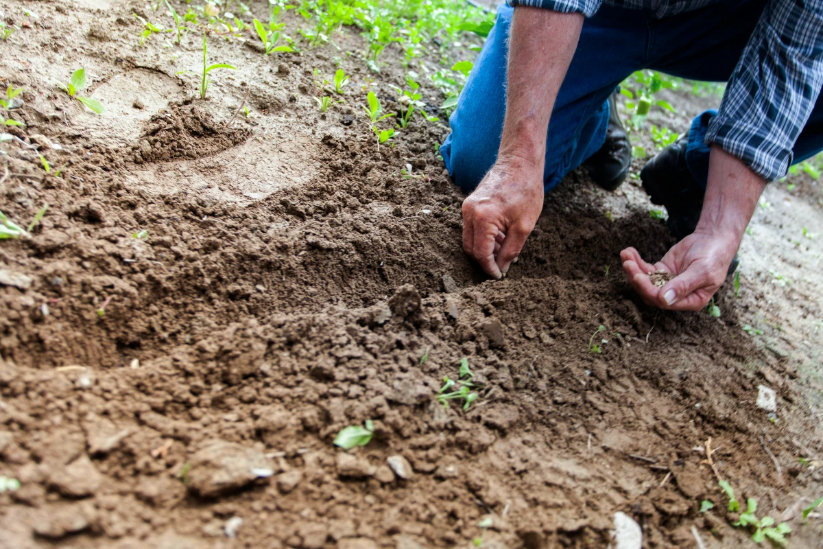 a person kneeling down planting seeds in a garden