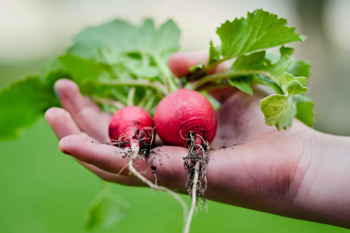 a person holding 2 radishes harvested from a garden