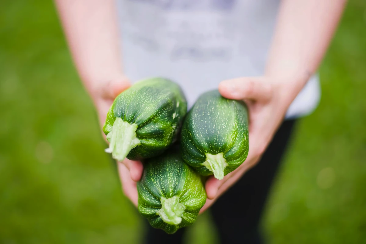 a photo of a person holding 3 garden harvested zucchinis
