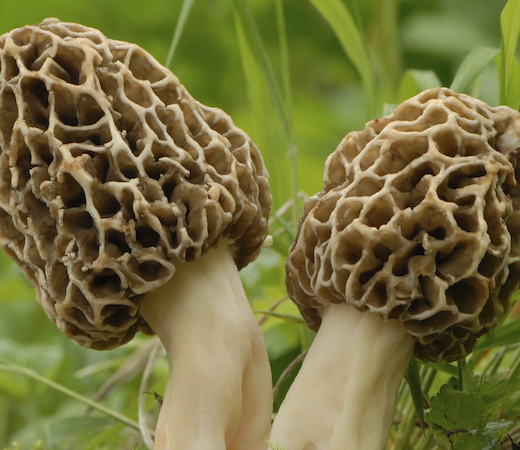 two morel mushrooms side by side in the wild.
