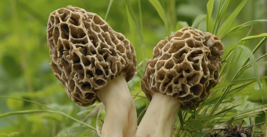 two morel mushrooms side by side in the wild.